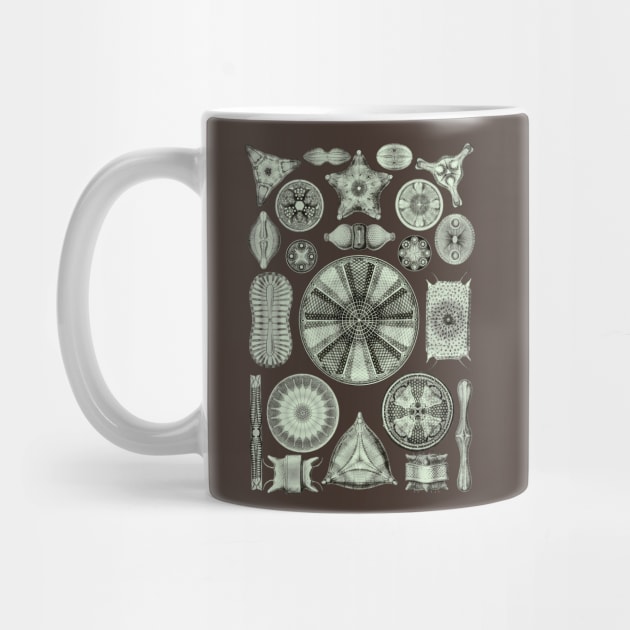 Ernst Haeckel Diatoms Olive Green by Scientistudio